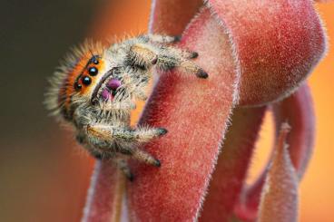 Vogelspinnen kaufen und verkaufen Foto: Phiddipus regius Everglades 