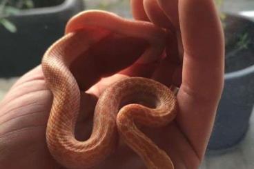 Nattern ungiftige  kaufen und verkaufen Foto: Boaedon (lamprophis) fuliginosus albinos