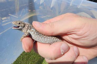 other lizards kaufen und verkaufen Photo: Gruppe Timon kurdistanicus cb 2024 other lizards kaufen und verkaufen Photo: Gruppe Timon kurdistanicus cb 2024
