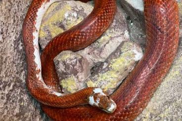 Nattern ungiftige  kaufen und verkaufen Foto: 1,0 Bloodred Pied Sided Kornnatter NZ19