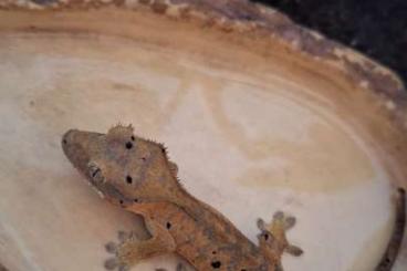 Geckos kaufen und verkaufen Photo: Vergebe zwei Kronengeckos