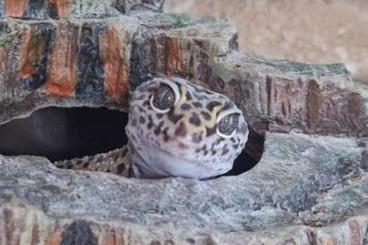 Geckos kaufen und verkaufen Foto: Vergebe ein Leopardgeckoweibchen