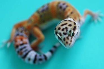 Lizards kaufen und verkaufen Photo: Leopardgeckos und Eidechsen zu verkaufen