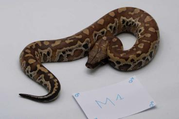 Pythons kaufen und verkaufen Foto: Python brongersmai 66% het t+ cherry bomb