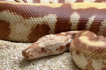 Pythons kaufen und verkaufen Photo: python brongersmai adult femelle