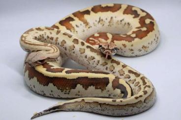 Pythons kaufen und verkaufen Photo: 1.0 python brongersmai special Pythons kaufen und verkaufen Photo: 1.0 python brongersmai special