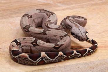 Boas kaufen und verkaufen Photo: 0.1 boa surinam very pink . Boas kaufen und verkaufen Photo: 0.1 boa surinam very pink .