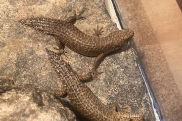 Skinks kaufen und verkaufen Photo: Verkaufe Egernia Stokesii