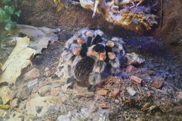 - bird spiders kaufen und verkaufen Photo: Vogelspinnen mit Terrarium 