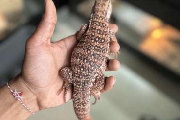 andere Echsen kaufen und verkaufen Foto: Argentine tegu - high white red/purple 01/07/23