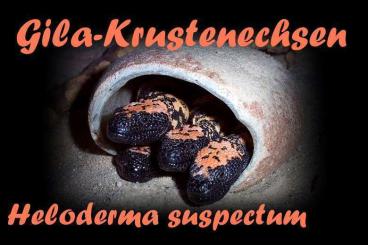 Echsen  kaufen und verkaufen Foto: 1,3 deutsche NZ Gila-Krustenechsen (Heloderma suspectum) CB 2022