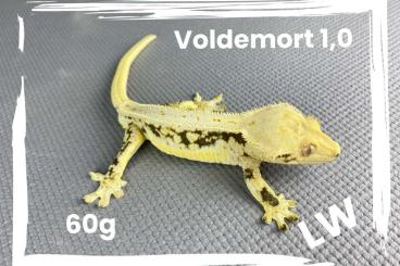 Geckos kaufen und verkaufen Photo: Kronengecko / Ciliatus / Crestedgecko