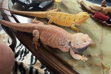 Bearded dragons kaufen und verkaufen Photo: Looking for female german giant