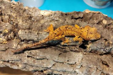 Geckos kaufen und verkaufen Foto: correlophus ciliatus hamm