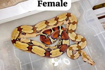 Boas kaufen und verkaufen Foto: Surinam boas red tail pair