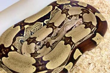 Boas kaufen und verkaufen Foto: Surinam Red tail boa pair