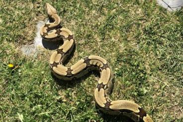 Boas kaufen und verkaufen Foto: Surinam Red tail boa pair