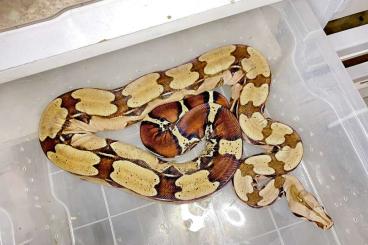 Boas kaufen und verkaufen Foto: Boa constrictor constrictor Surinam red tail