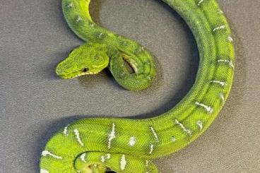 Boas kaufen und verkaufen Photo: 2.2 cb23 Corallus caninus (unrelated pairs)