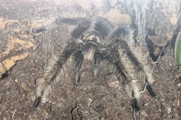 - bird spiders kaufen und verkaufen Photo: 1.0 Tliltocatl albopilosus "Nicaragua"