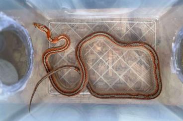 Schlangen kaufen und verkaufen Foto: Lampropeltis Campbelli / climacophora / mandarinus 