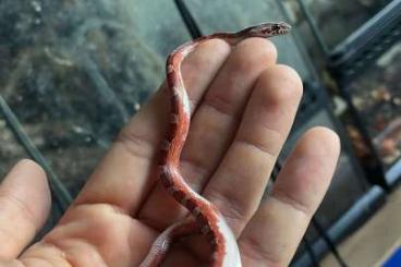 Snakes kaufen und verkaufen Photo: Lampropeltis Campbelli / Cornsnake 