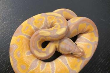 Ball Pythons kaufen und verkaufen Photo: Banana Ballpython proven breeder and 2023 