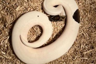 Königspythons kaufen und verkaufen Foto: Ball Python HAMM ( last minute offer) 