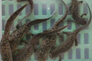 newts and salamanders kaufen und verkaufen Photo: Pleurodeles waltl BREEDER GROUP 