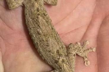 Lizards kaufen und verkaufen Photo: Uroplatus alluaudi 1.1  03/23 abzugeben 