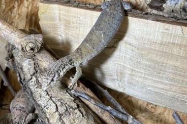 Monitor lizards kaufen und verkaufen Photo: Varanus gilleni 1,1 von 2019