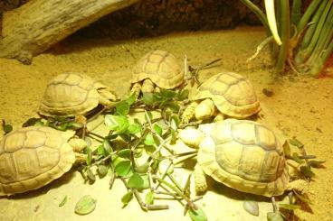 Landschildkröten kaufen und verkaufen Foto: Testudo Kleinmanni Ägyptische Landschildkröten Nachzuchten