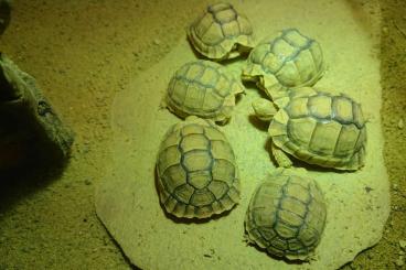 Landschildkröten kaufen und verkaufen Foto: Testudo Kleinmanni NZ 2024