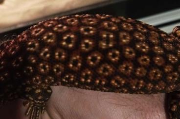 Warane kaufen und verkaufen Foto: Biete 0.0.1 varanus acanthurus "red ackie" cb2023