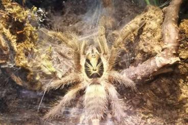 - bird spiders kaufen und verkaufen Photo: Zwergvogelspinnen Neoholothele incei 7. Fh, subadult bis adult, 3x Rh