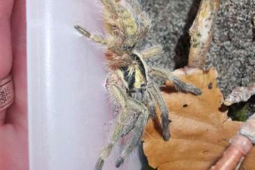 - bird spiders kaufen und verkaufen Photo: Zwergvogelspinnen Neoholothele incei 6. Fh 