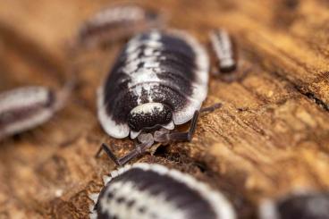 Krebstiere terrestrisch  kaufen und verkaufen Foto: Assel aus Wien. Cubaris, Armadillidium Porcellio, Merulanella etc.