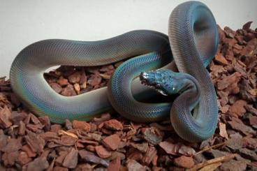 Pythons kaufen und verkaufen Foto: Leiopython meridionalis / Leiopython hoserae 