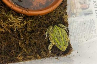 frogs kaufen und verkaufen Photo: Afrikanischen ochsenfrosch 0.0.x