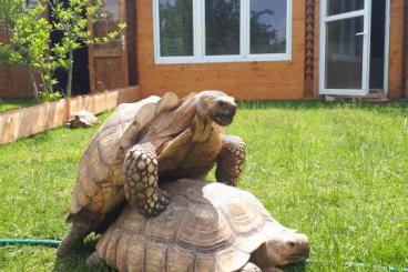 Schildkröten  kaufen und verkaufen Foto: Suche Spornschildkröten Centrochelys sulcata