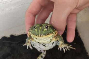 frogs kaufen und verkaufen Photo: Afrikanische Ochsenfrösche