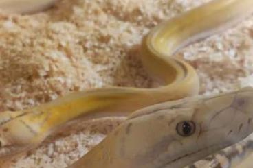 Pythons kaufen und verkaufen Foto: Netzpythons Python reticulatus