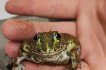 frogs kaufen und verkaufen Photo: Afrikanische Ochsenfrösche