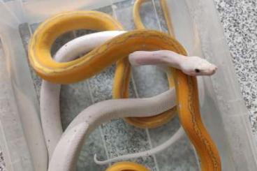 Snakes kaufen und verkaufen Photo: Suche Malayopython reticulatus netzpythons Snakes kaufen und verkaufen Photo: Suche Malayopython reticulatus netzpythons