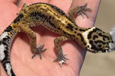 Geckos kaufen und verkaufen Foto: Eublepharis macularius 0.0.3