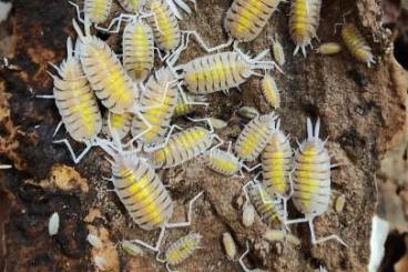 andere Wirbellose kaufen und verkaufen Foto: Asseln Falter Käfer Mantiden Phasmiden Schaben Spinnen 