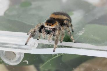 Spinnen und Skorpione kaufen und verkaufen Foto: PHIDIPPUS REGIUS "EVERGLADES" Springspinnen