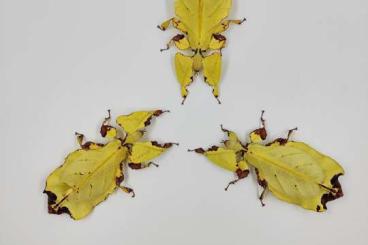 Insects kaufen und verkaufen Photo: Pulchriphyllium Giganteum Gelb-Gold/Phasmiden/Wandelnde Blätter 