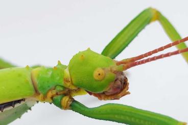 Insects kaufen und verkaufen Photo: Wandelnde Bohnen/Diapherodes gigantea/Phasmiden