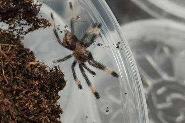 - bird spiders kaufen und verkaufen Photo: Psalmopoeus cambridge/Vogelspinnen 